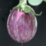 Pinstripe Hybrid Eggplant Seeds 1
