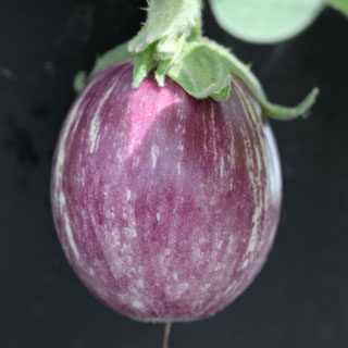 Pinstripe Hybrid Eggplant Seeds