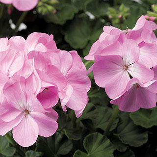 Pinto™ Premium Lavender Geranium Seeds