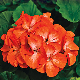 Pinto™ Premium Orange Geranium Seeds