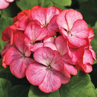 Pinto™ Premium Rose Bicolor Geranium Seeds