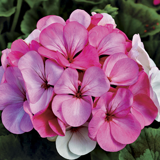 Pinto™ Premium White to Rose Geranium Seeds