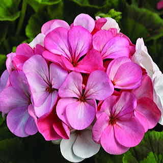 Pinto™ Premium White to Rose Geranium Seeds