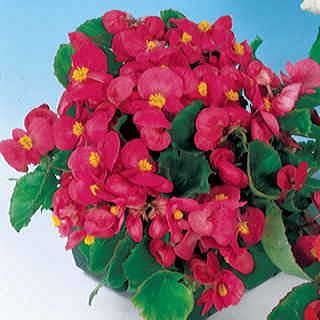 Pizzazz Deep Rose Begonia Seeds