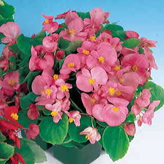 Pizzazz Pink Begonia Seeds
