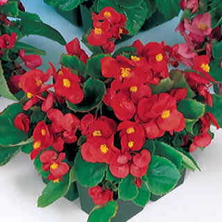 Pizzazz Red Begonia Seeds