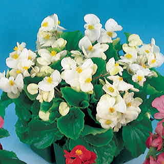 Pizzazz White Begonia Seeds