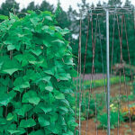 Pole Bean Growing Tower 1