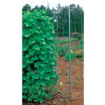 Pole Bean Growing Tower 1