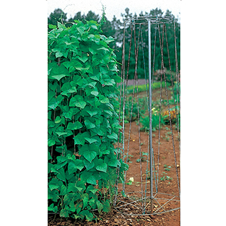 Pole Bean Growing Tower