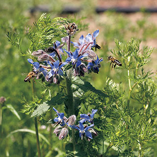 Pollinator Herb Mixture Seeds