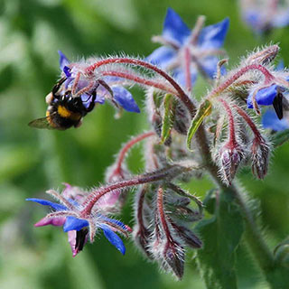 Pollinator Herb Mixture Seeds