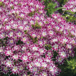 Popstars Purple Eye Phlox Seeds 1