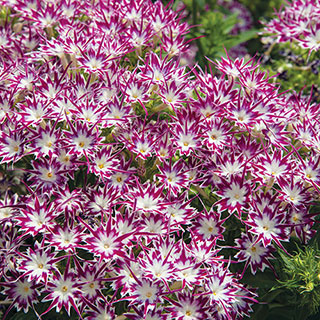 Popstars Purple Eye Phlox Seeds