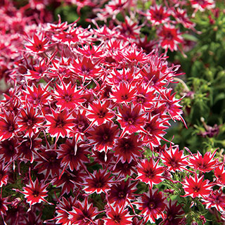 Popstars Red Phlox Seeds