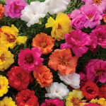 Portulaca Happy Hour™ Mix 1