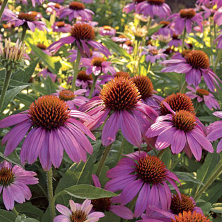 PowWow Wild Berry Coneflower Seeds