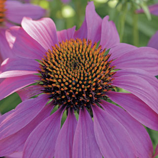 PowWow Wild Berry Coneflower Seeds