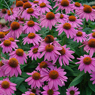 PowWow® Wild Berry Coneflower