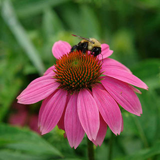 PowWow® Wild Berry Coneflower