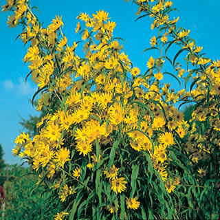 Prairie Sunflower Seeds