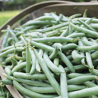 Prevail Bean Seeds