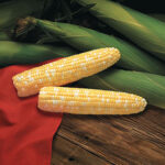 Primus Triplesweet™ Hybrid Corn Seeds 1
