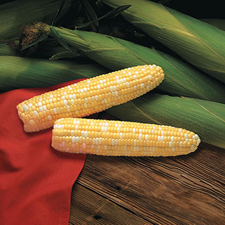 Primus Triplesweet™ Hybrid Corn Seeds