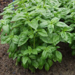 ProEasy Basil Seeds 1