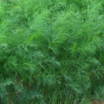 ProEasy Dill Seeds 1