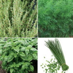 ProEasy Herb Seed Collection 1