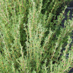 ProEasy Thyme Seeds 1