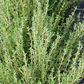 ProEasy Thyme Seeds