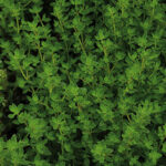 ProEasy Thyme Seeds 1