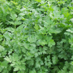 ProEasy20Parsley20Seeds.jpg