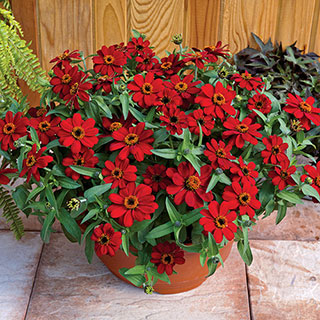 Profusion Red Zinnia Seeds