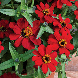 Profusion Red Zinnia Seeds