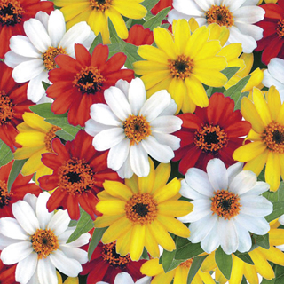 Profusion Sunrise Mix Zinnia Seeds