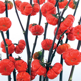 Pumpkin on a Stick Eggplant Seeds