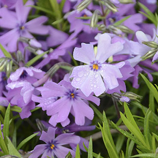 Purple Beauty Phlox