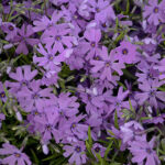 Purple Beauty Phlox 1