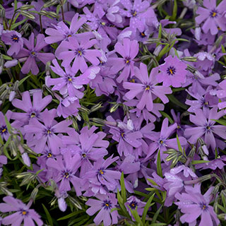 Purple Beauty Phlox