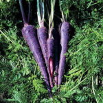 Purple Haze Hybrid Carrot Seeds 1