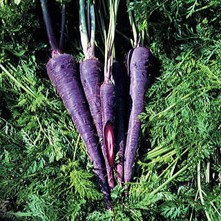 Purple Haze Hybrid Carrot Seeds