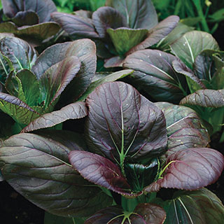 Purple Hybrid Pak Choi Seeds