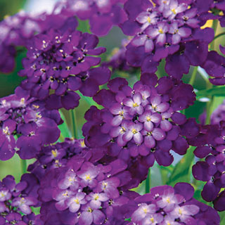 Purple Rain Candytuft Seeds