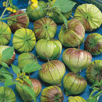 Purple Tomatillo Seeds 1