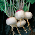 Purple Top White Globe Turnip Seeds 1