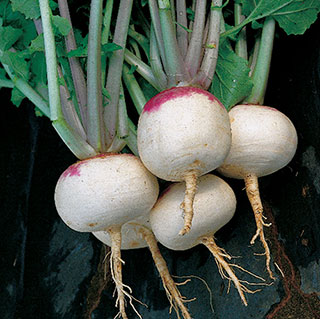 Purple Top White Globe Turnip Seeds