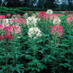 Queen Mix Spider Flower Seeds 1